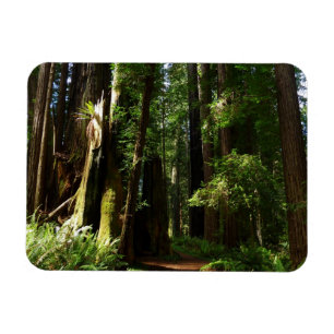 Reuzenbomen en varens in Redwood National Park Magneet