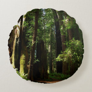 Reuzenbomen en varens in Redwood National Park Rond Kussen