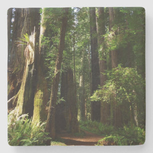 Reuzenbomen en varens in Redwood National Park Stenen Onderzetter