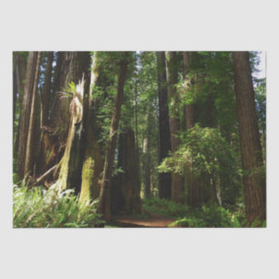 Reuzenbomen en varens in Redwood National Park Tissuepapier