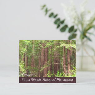 Reuzenbomen in Muir Woods National Monument Briefkaart