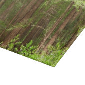 Reuzenbomen in Muir Woods National Monument Snijplank (Hoek)