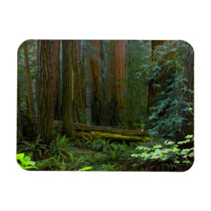 Reuzenbomen in Muir Woods National Park Magneet