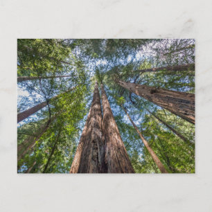 Reuzenbomen   Marin County, Californië Briefkaart