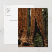 Reuzenbomen, Sequoia National Park. Briefkaart (Voorkant / Achterkant)