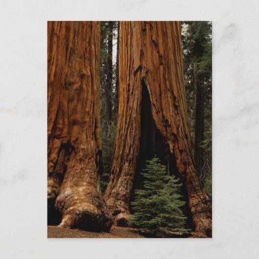 Reuzenbomen, Sequoia National Park. Briefkaart (Voorkant)