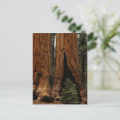 Reuzenbomen, Sequoia National Park. Briefkaart (Staand voorkant)