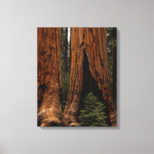 Reuzenbomen, Sequoia National Park. Canvas Afdruk (Voorkant)