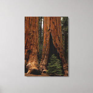 Reuzenbomen, Sequoia National Park. Canvas Afdruk