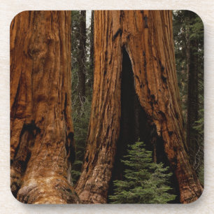 Reuzenbomen, Sequoia National Park. Drankjes Onderzetter