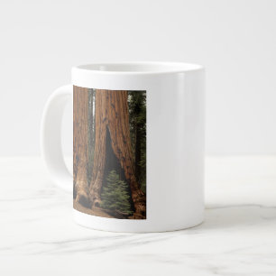 Reuzenbomen, Sequoia National Park. Grote Koffiekop