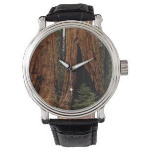 Reuzenbomen, Sequoia National Park. Horloge