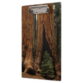 Reuzenbomen, Sequoia National Park. Klembord (Links)