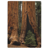 Reuzenbomen, Sequoia National Park. Klembord (Achterkant)