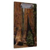 Reuzenbomen, Sequoia National Park. Klembord (Rechts)