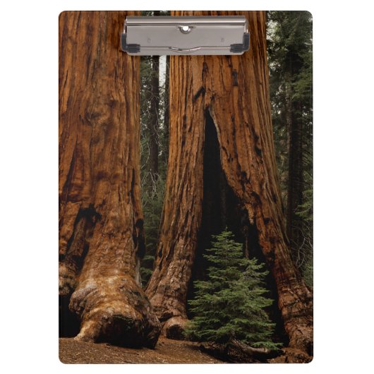 Reuzenbomen, Sequoia National Park. Klembord (Voorkant)