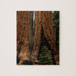 Reuzenbomen, Sequoia National Park. Legpuzzel