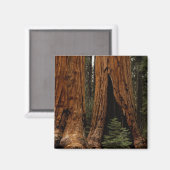 Reuzenbomen, Sequoia National Park. Magneet (Voorkant / Achterkant)