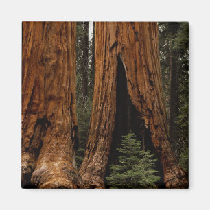 Reuzenbomen, Sequoia National Park. Magneet