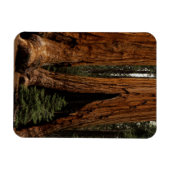 Reuzenbomen, Sequoia National Park. Magneet (Horizontaal)