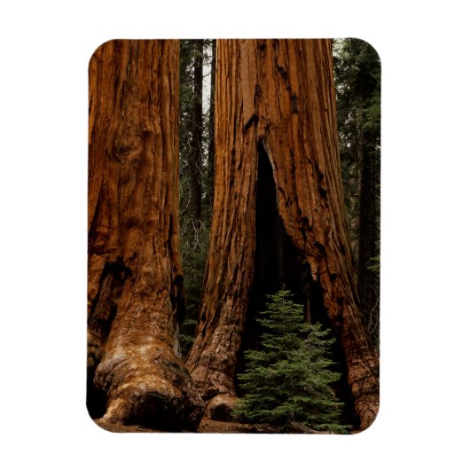 Reuzenbomen, Sequoia National Park. Magneet (Verticaal)