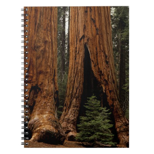 Reuzenbomen, Sequoia National Park. Notitieboek (Voorkant)