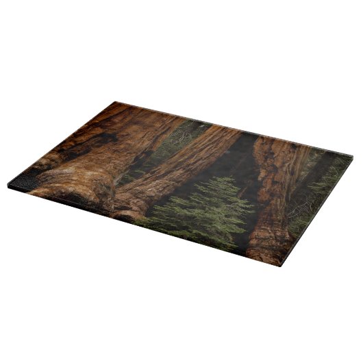 Reuzenbomen, Sequoia National Park. Snijplank (Hoek)