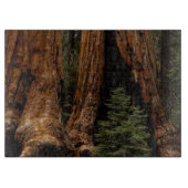 Reuzenbomen, Sequoia National Park. Snijplank (Voorkant)