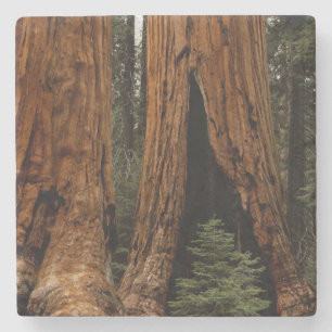 Reuzenbomen, Sequoia National Park. Stenen Onderzetter
