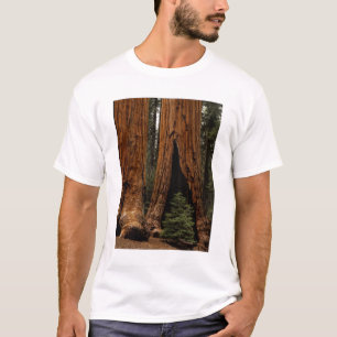 Reuzenbomen, Sequoia National Park. T-shirt