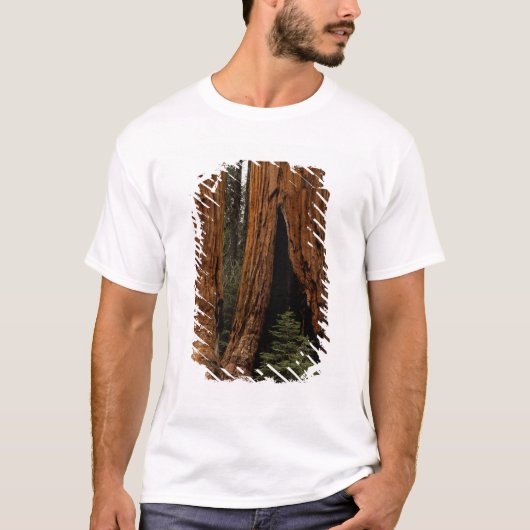 Reuzenbomen, Sequoia National Park. T-shirt (Voorkant)