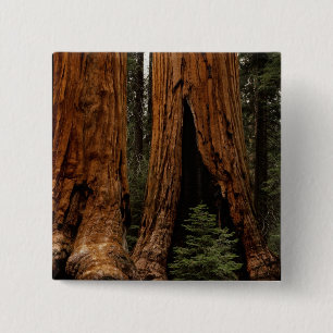 Reuzenbomen, Sequoia National Park. Vierkante Button 5,1 Cm