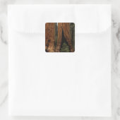 Reuzenbomen, Sequoia National Park. Vierkante Sticker (Tas)