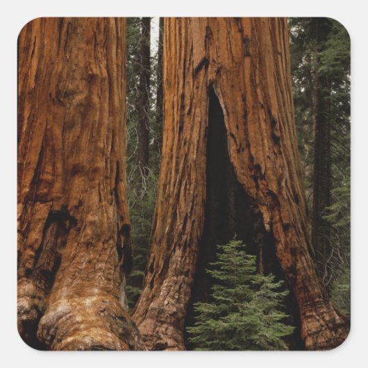 Reuzenbomen, Sequoia National Park. Vierkante Sticker (Voorkant)