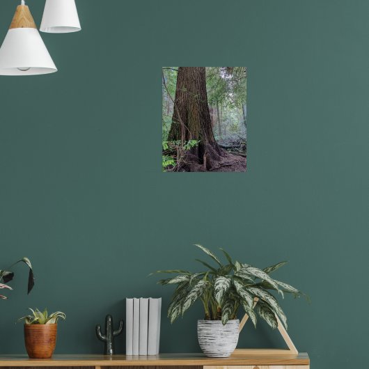 Reuzenbos Conifeer Boom Fotografisch Poster (Woonkamer 1)