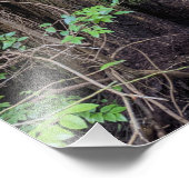 Reuzenbosconiferen Natuur Foto Afdruk (Hoek)