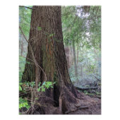 Reuzenbosconiferen Natuur Foto Afdruk (Voorkant)