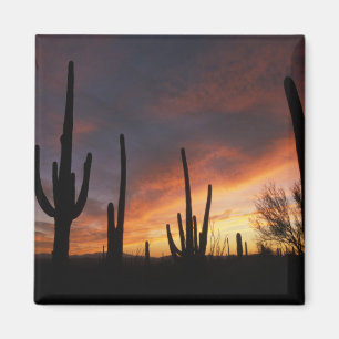 reuzencactussen, Carnegiea gigantea, na Magneet