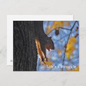 Reuzeneekhoorn Briefkaart (Voorkant / Achterkant)