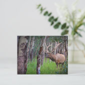 Reuzeneland Foto Briefkaart (Staand voorkant)