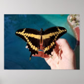 Reuzengele zwaluwstaartvlinder poster (Voorkant)