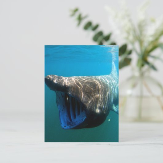 reuzenhaai briefkaart (Staand voorkant)