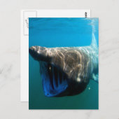 reuzenhaai briefkaart (Voorkant / Achterkant)