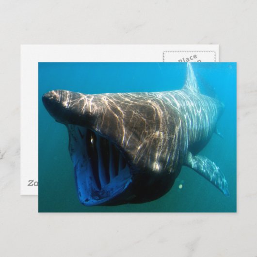 reuzenhaai briefkaart (Voorkant / Achterkant)
