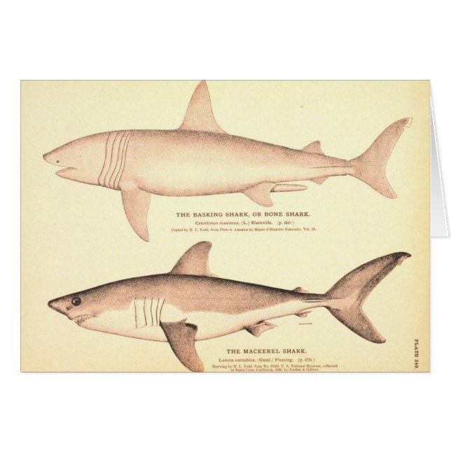 reuzenhaai en makreelhaai (Voorkant Horizontaal)