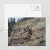 Reuzenhert Briefkaart (Voorkant / Achterkant)