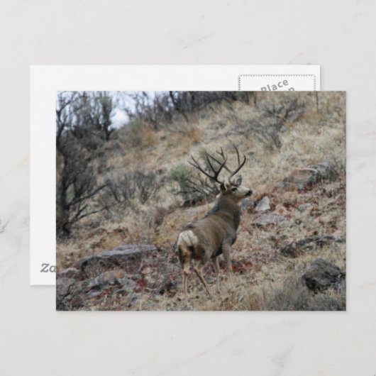 Reuzenhert Briefkaart (Voorkant / Achterkant)