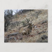 Reuzenhert Briefkaart (Voorkant)