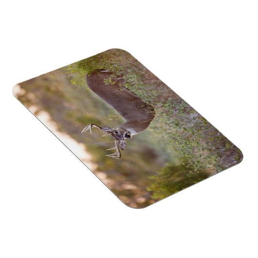 reuzenherten met witte staart (Odocoileus virginia Magneet (Rechterzijde)