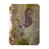 reuzenherten met witte staart (Odocoileus virginia Magneet (Verticaal)